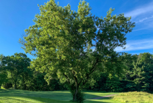 elder trees in california