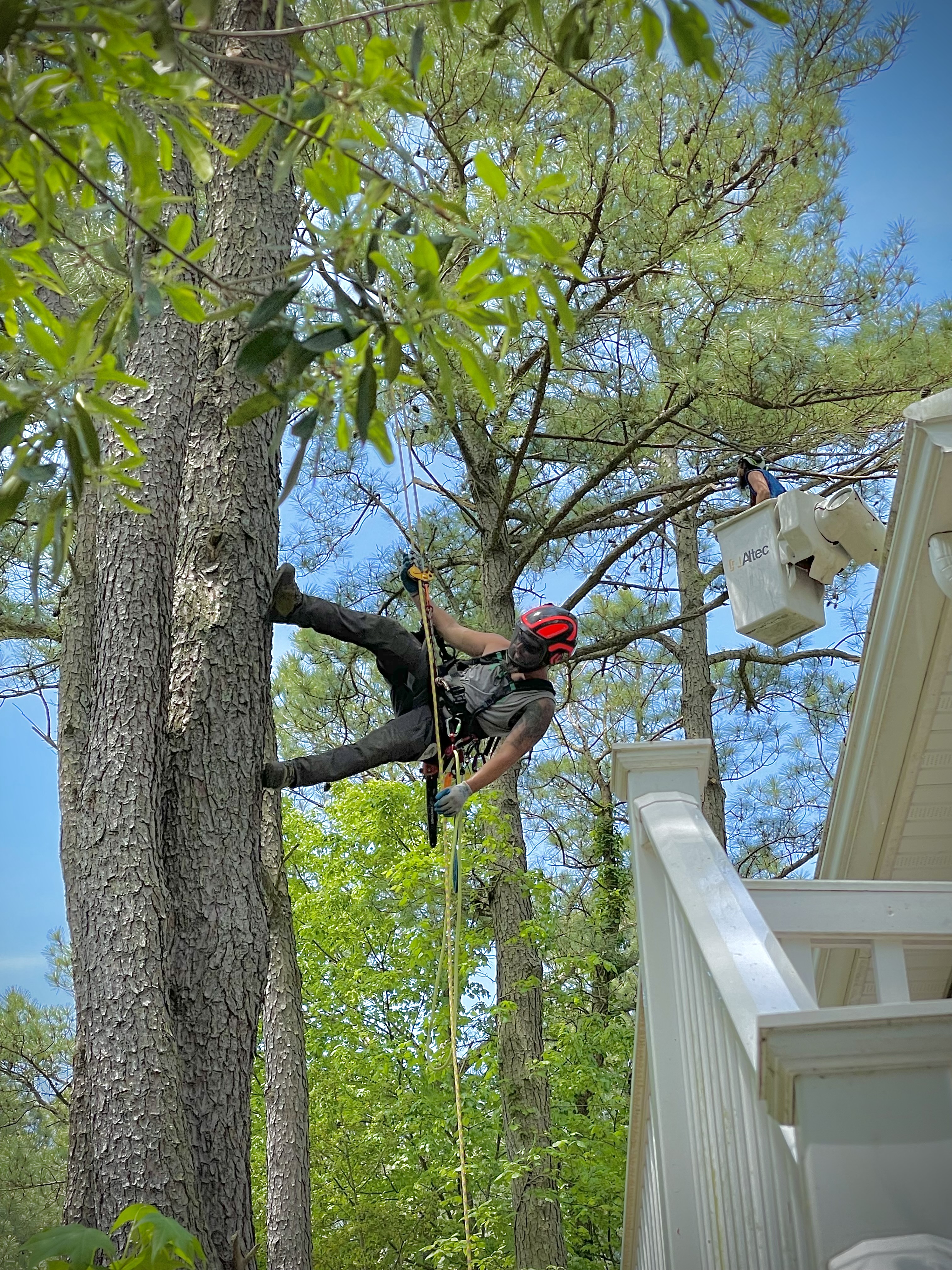 How to Pull a Tree with Rope for Arborist and Tree Workers' 