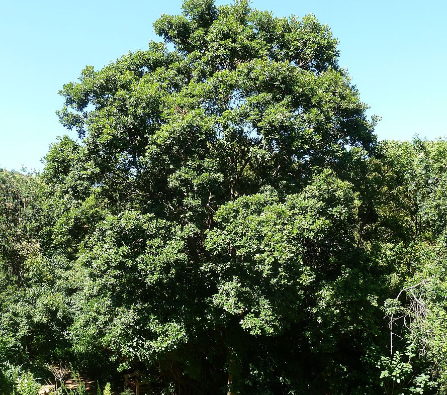 The Shademaster Honeylocust 