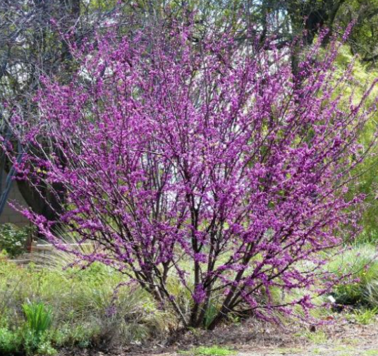 The Top 8 Best Drought Resistant Trees To Grow In Southern