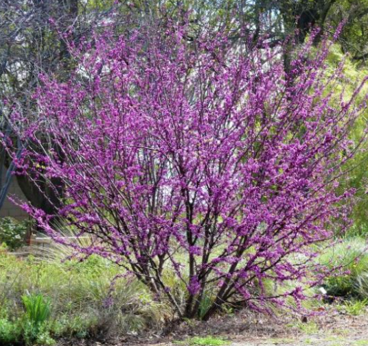 11 Wind-Resistant Hardwood Trees for California Landscapes